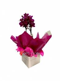 Mini Orquídea Pink