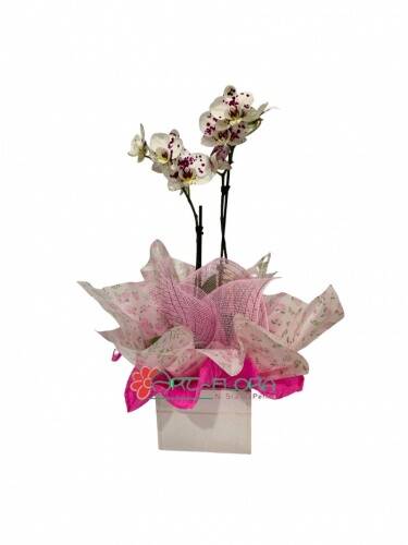 Mini Orquidea Mesclada.jpg