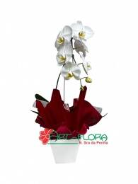 Orquídea Cascata Branca
