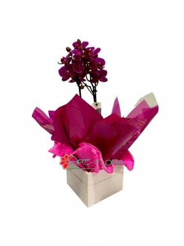 Mini Orquídea Pink.jpg